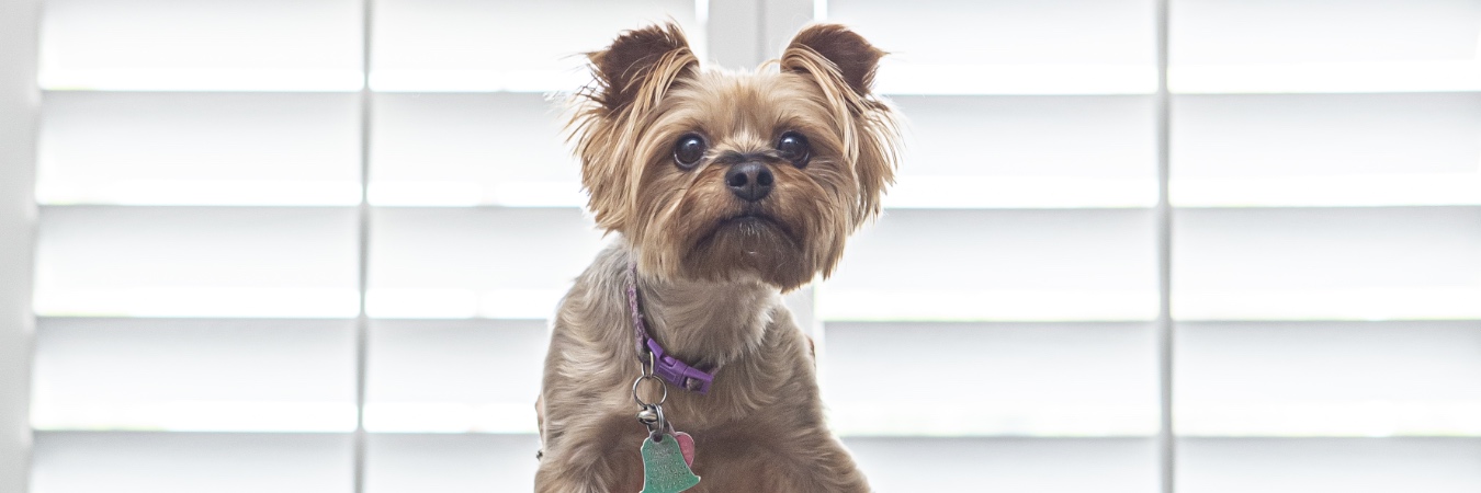 Dog in front of interior shutters in Cleveland